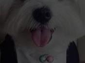 Imagenes ropa para perros bichon maltes
