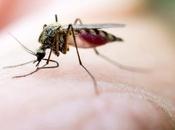 Remedios caseros para mordeduras mosquito