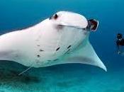 significa soñar mantarraya.