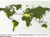 producción mundial aceite crecerá