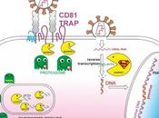 CD81, nueva bala recámara para lucha contra