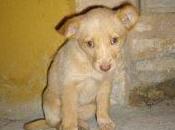 Adopción para carnaval (jaén)