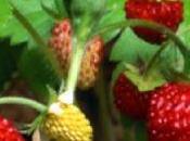 Frutilla fresa