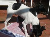 Nuk, quiere alegria casa. Córdoba