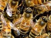 extinguieran abejas?