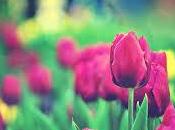Soñar tulipán: mejor momento acerca.
