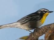 Cigüita garganta amarilla Yellow-throated Warbler) Setophaga dominica (Linnaeus, 1766)