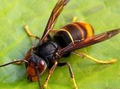 Aparición avispa asiática.