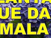 Plantas traen mala suerte
