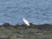 bando garcilla bueyera