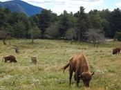 Lacuniacha. Parque Faunístico Pirineos