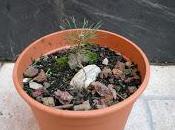 Cedro cascada semilla pre-bonsái