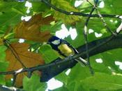 Carbonero común otros errantes