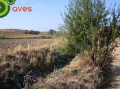 aves arroyos (secos) Algete