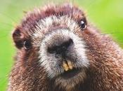 Ubuntu 18.04 llamará “Bionic Beaver”