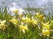 'Daffodils' ('Narcisos'), William Wordsworth