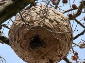 ESPAÑA: Hallan Candanal primer nido avispa asiática Villaviciosa.