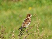 palustres, otra temporada