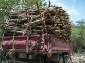 Periodista llama ponga extración guaconejo verde seco Bahoruco.