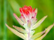 (Castilleja lithospermoides)