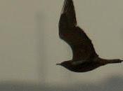 pirata recaló santoña