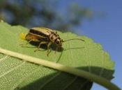 galeruca