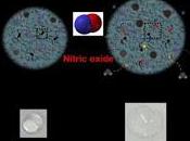 Nuevo Hidrogel ayuda aliviar Artritis Reumatoide