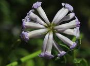 Retama cordillera (Diostea juncea)