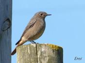 Migraciones paralelo