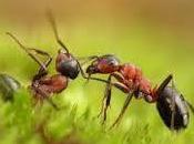 Beneficios Hormigas