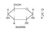 Hidratos Carbono