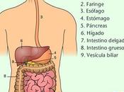 Digestión Nutrientes