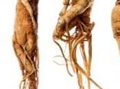Ginseng