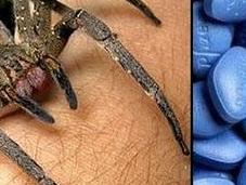 Descubren veneno araña poderoso como viagra