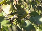 Buena entrada lúgano