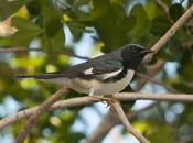Reinita azulada Black-throated Blue Warbler) Setophaga caerulescens (Gmelin, 1789)