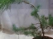 Bonsais vecinos plantones Pino