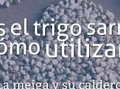 Trigo Sarraceno Cómo Utilizarlo