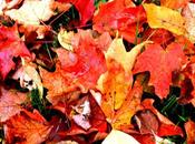 colores otoño