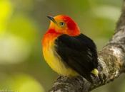 Bailarín naranja (Band-tailed manakin) Pipra fasciicauda