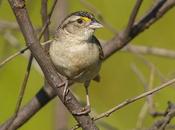 Cachilo ceja amarilla (Grassland Sparrow) Ammodramus humeralis