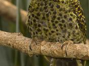 Carpintero real (Green-barred Woodpecker) Colaptes melanochloros