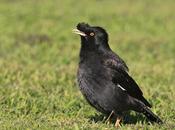 Estornino crestado (Acridotheres cristatellus)