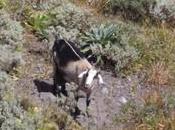 Abandonados abatidos