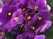 ¿Qué representa soñar violeta como color principal ensoñación?