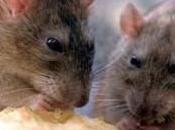 Información sobre ratas ratones: diferencias, especies, comen
