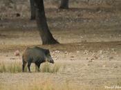 Cuantos jabalíes cazan, aumentan poblaciones