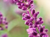 Eliminar estrés lavanda, valeriana manzanilla