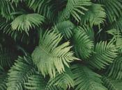 Aquella hongos salvaron mundo