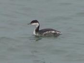 zampullín cuellirrojo